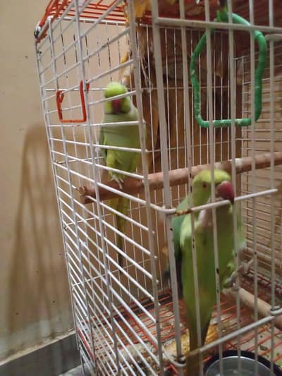 green ring neck pair