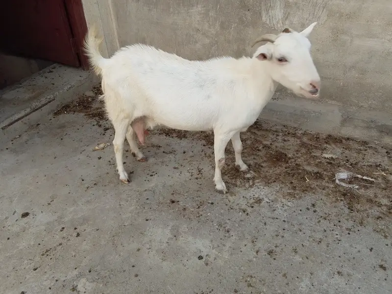 گلابی ٹيڈی — photo 2