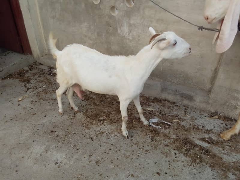 گلابی ٹيڈی 2