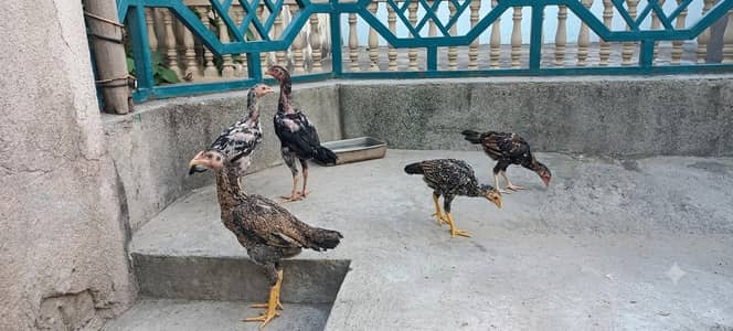 aseel chicks/aseel bachy/aseel