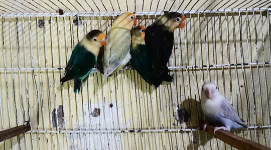 lovbird all mutation