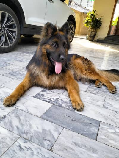 German Shepherd