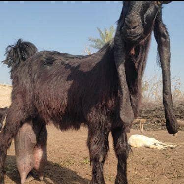 DDP Goat for sale