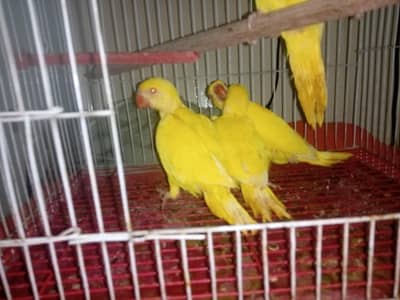 yellow Ringneck chiks