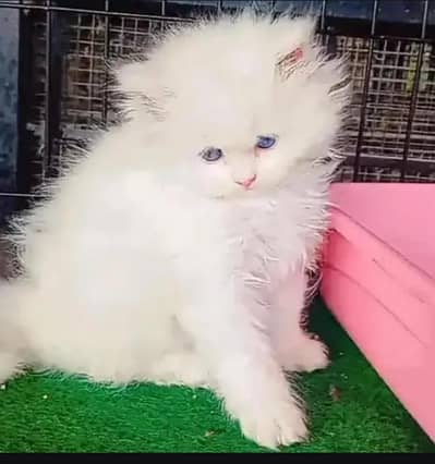 Persian  | Persian Cat | Punch Face Persian