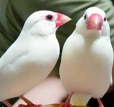 java breadr pair