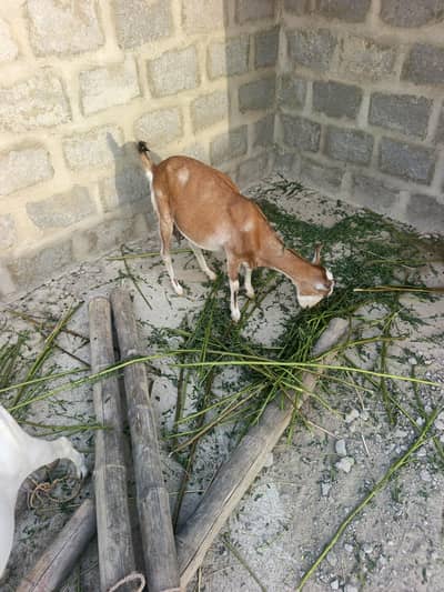 three gaban bakri