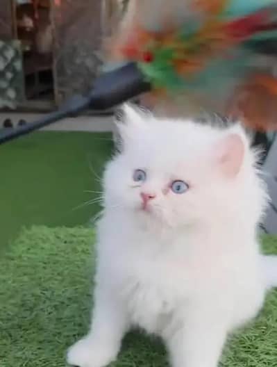 Persian  | Persian Cat | Punch Face Persian