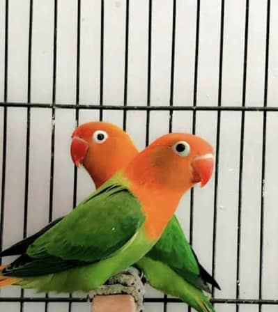 love birds