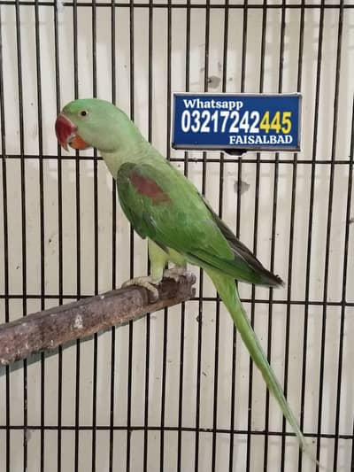 Raw parrot