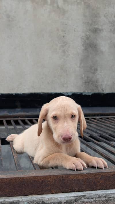 British Labrador male puppy for sale