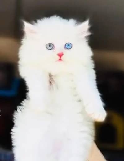 Persian  | Persian Cat | Punch Face Persian