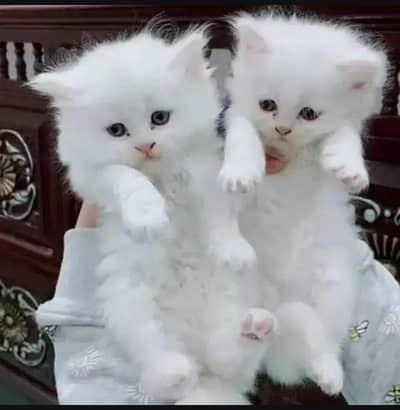 (Persian female kitten) (for sale all) (Pakistan delivery available)