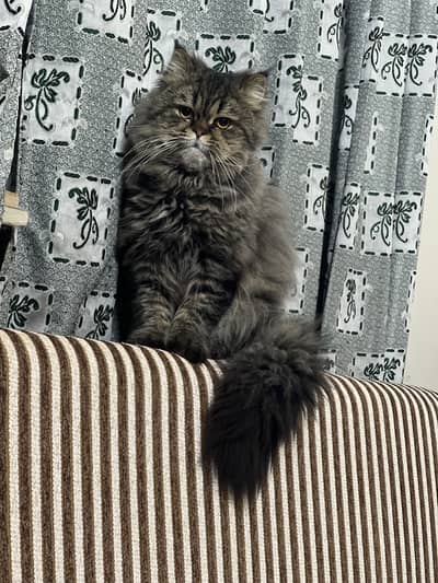 Persian cat