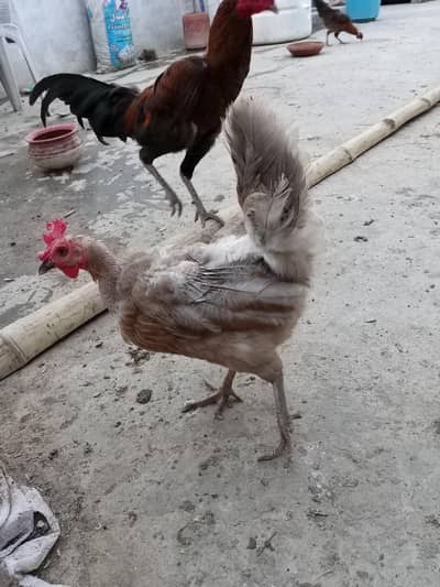 1 male and 3 female