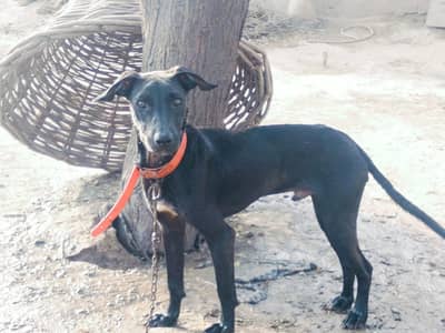 Beautiful Black Hound for Sale