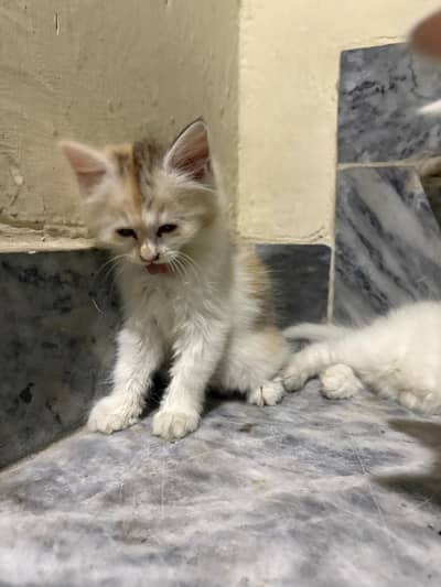 urgent sale