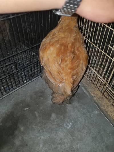 Buff Chicks