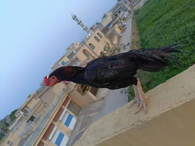 LASANI LAKHA MUSHA 12000 JAWA BREEDER 9000 WHATSAPP 03185401356