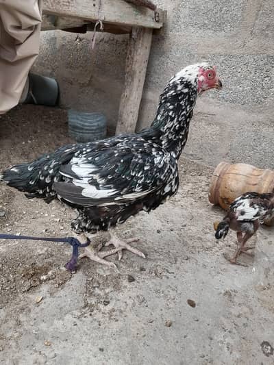 aseel breed