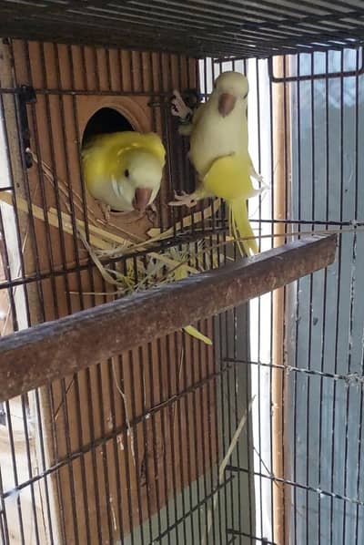 lutino Monk ready to breed pair