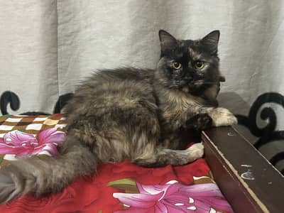 Persian Cats