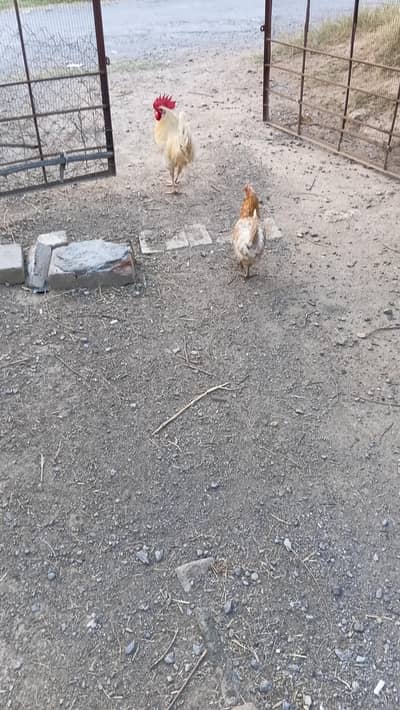 Young Desi Misri Lohman Chicken