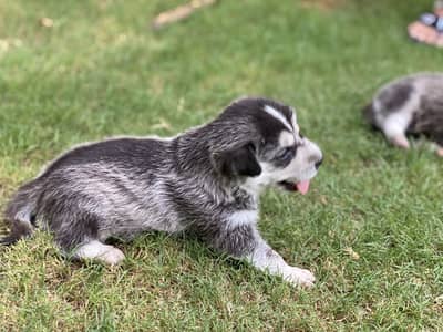 Female Siberian husky puppy