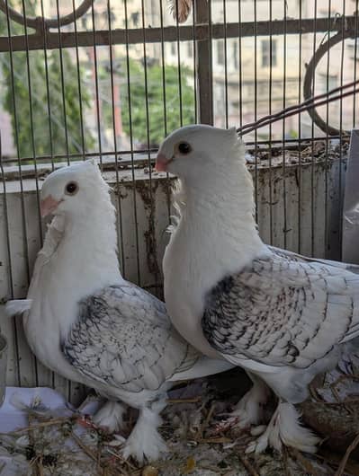 Top quality Sentient breeder pair