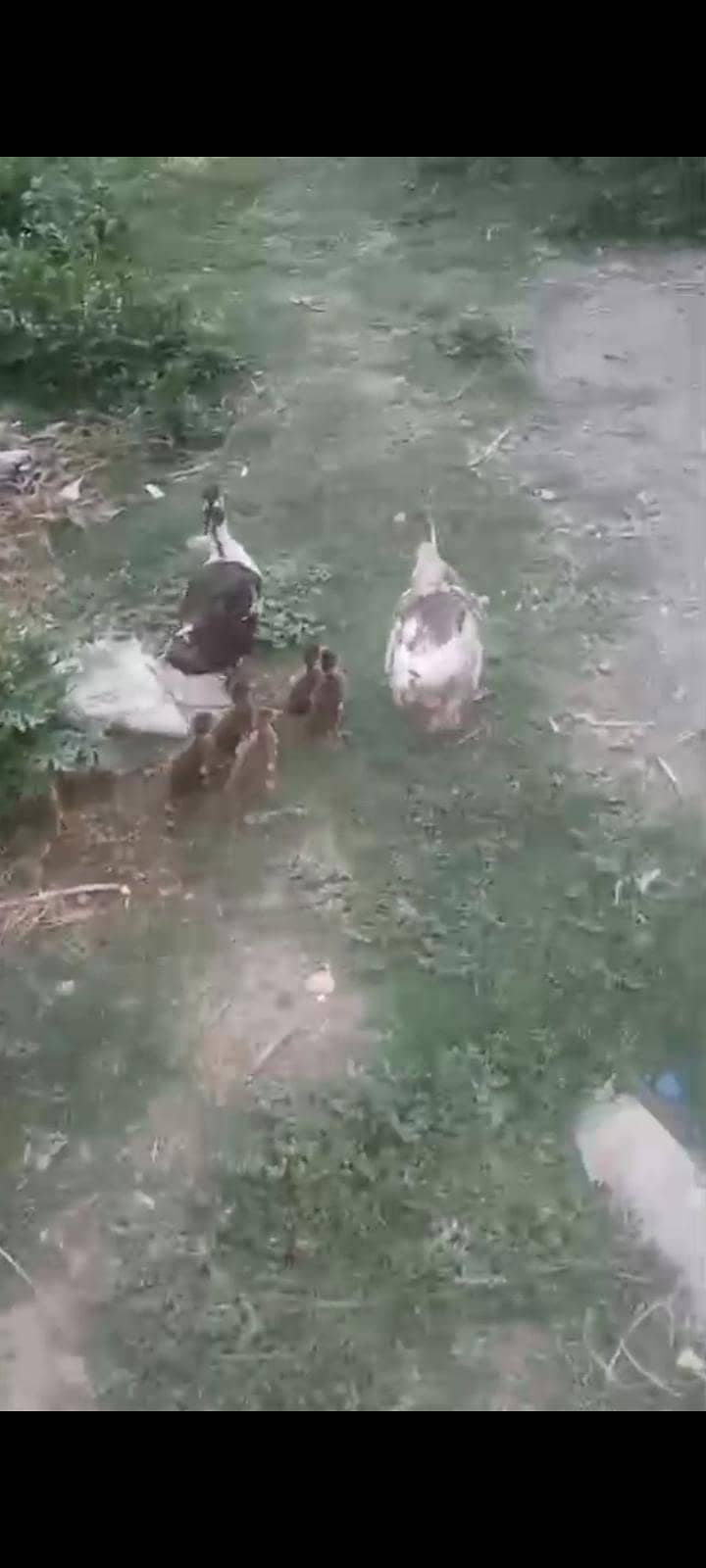 duck  0