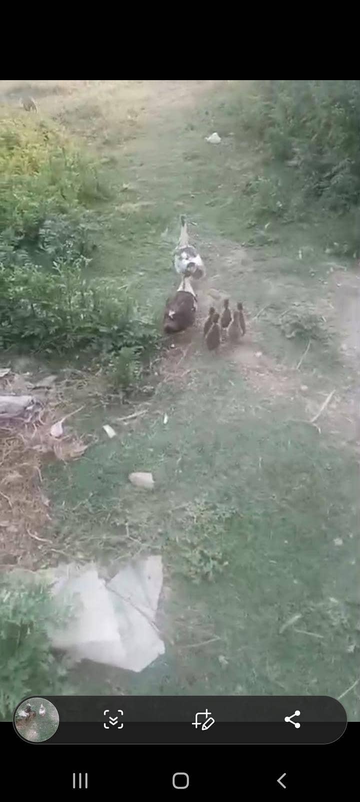 duck  1