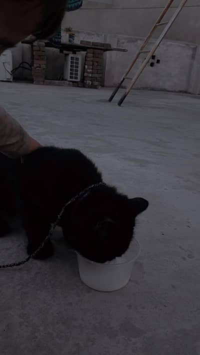 BLACK PERSIAN CAT