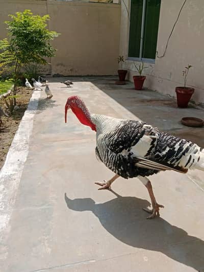 namal