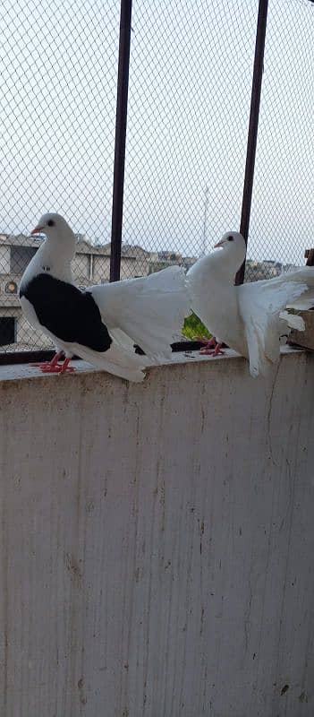 lakhy pigeons for sale.