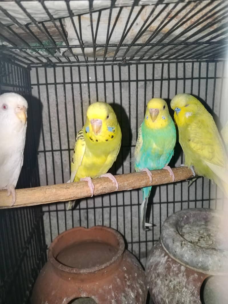 Buff Chicks 1