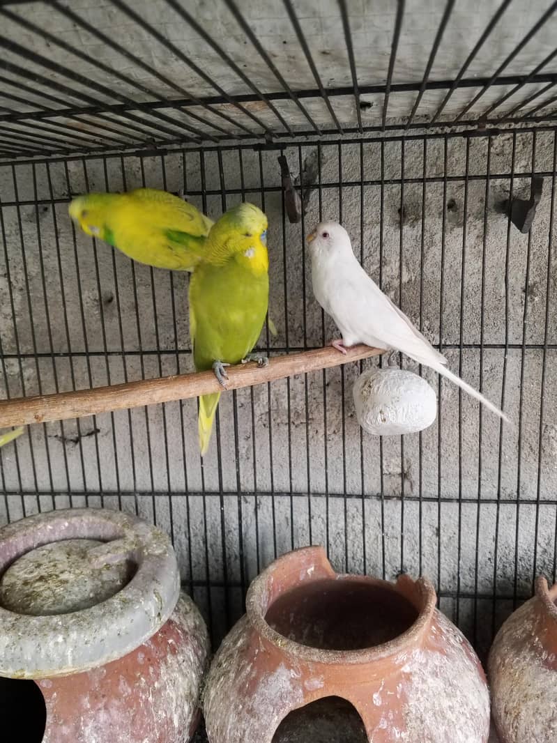 Buff Chicks 2