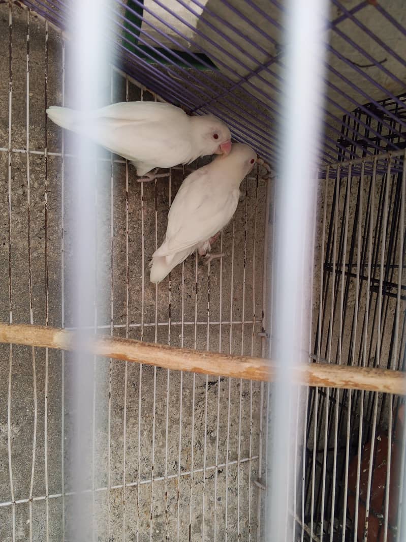 Buff Chicks 3