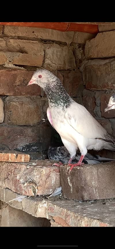 WhatsApp no 03415902226 Original Golden Kabooter  breeder Male