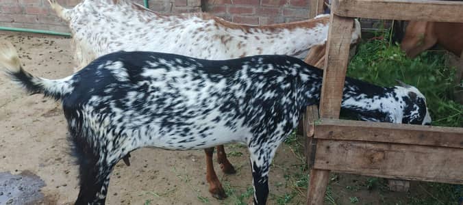 5 betal & chenni Goats  | 1 pure Gulabi Sargodha kajla chatra | bakri