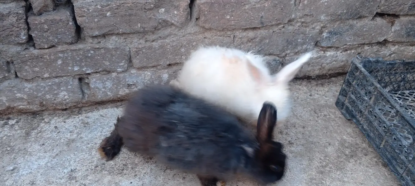 Angora adult pair