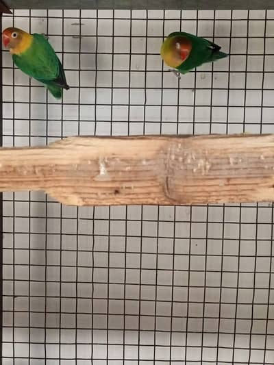 Lovebirds