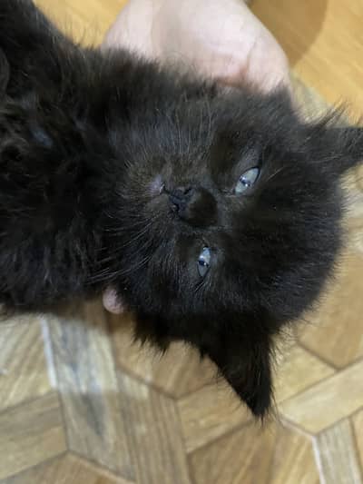 Black persian Female kitten for sale