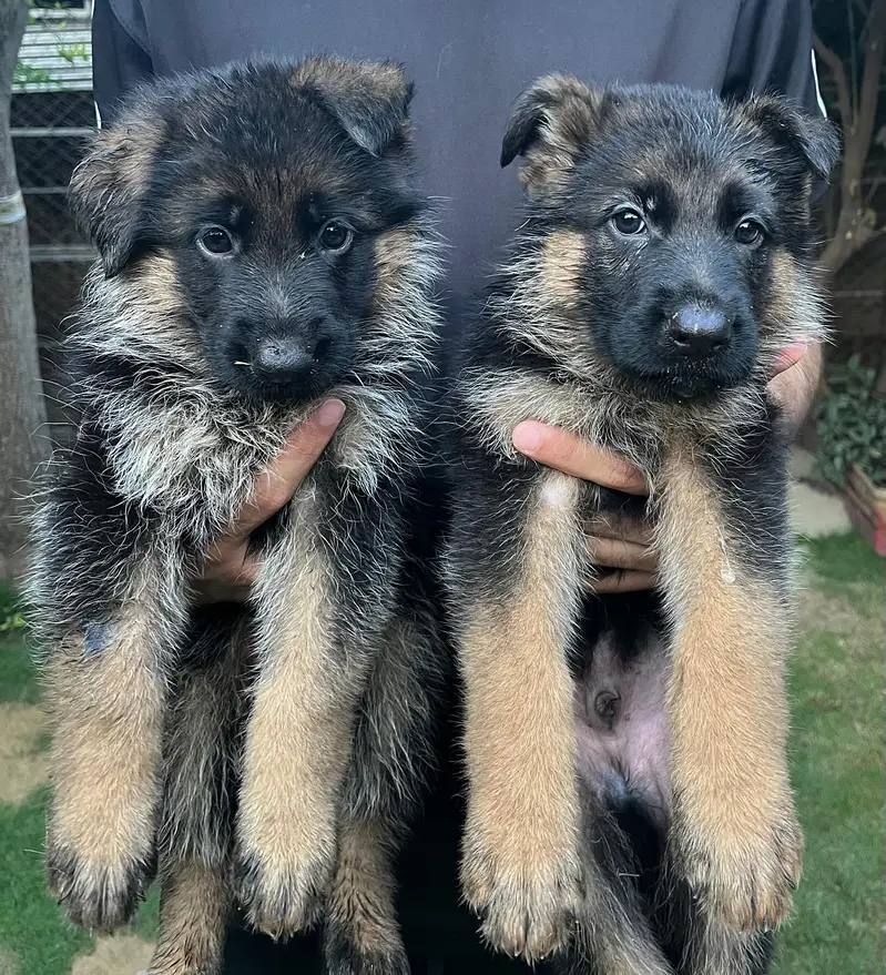 German Shephard Pupps — photo 2