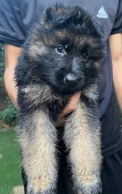 German Shephard Pupps