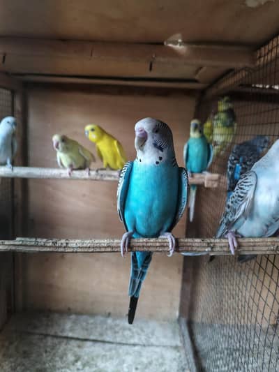 Australian parrots breeder pair king size home breed setup wind-up Kar