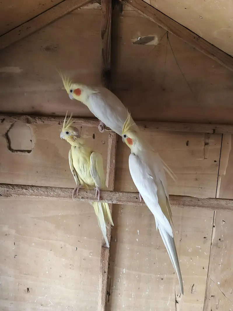 Australian parrots breeder pair king size home breed setup wind-up Kar — photo 9