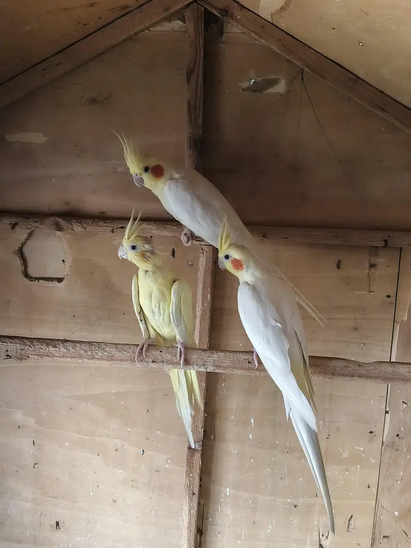 Australian parrots breeder pair king size home breed setup wind-up Kar — photo 10