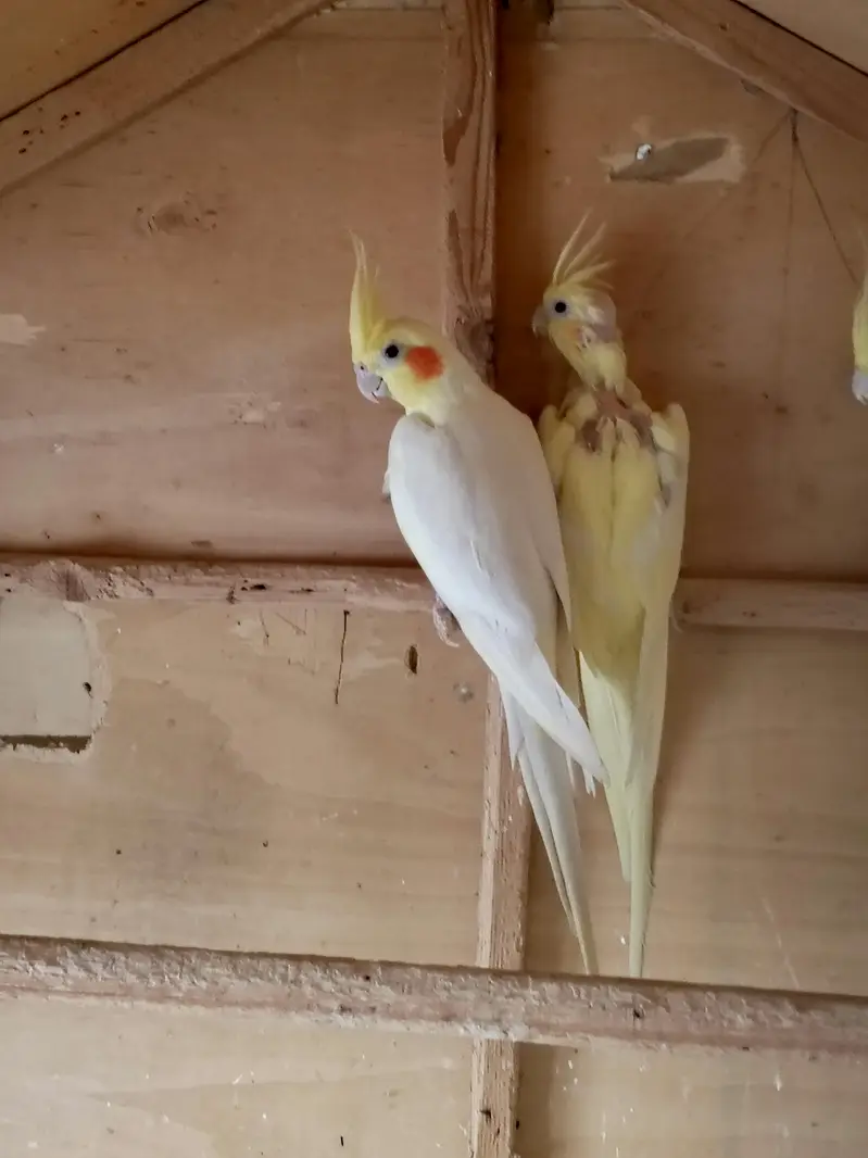 Australian parrots breeder pair king size home breed setup wind-up Kar — photo 11