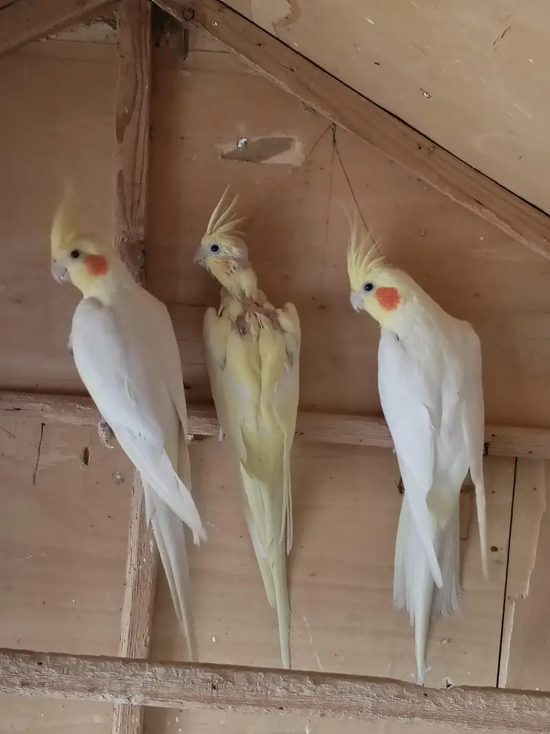 Australian parrots breeder pair king size home breed setup wind-up Kar — photo 12