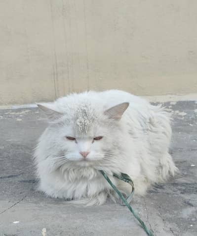 Persion Male Cat